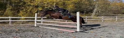 Allround hästar till salu: 7-årig New Forest D-ponny i Björkvik - Annons 3