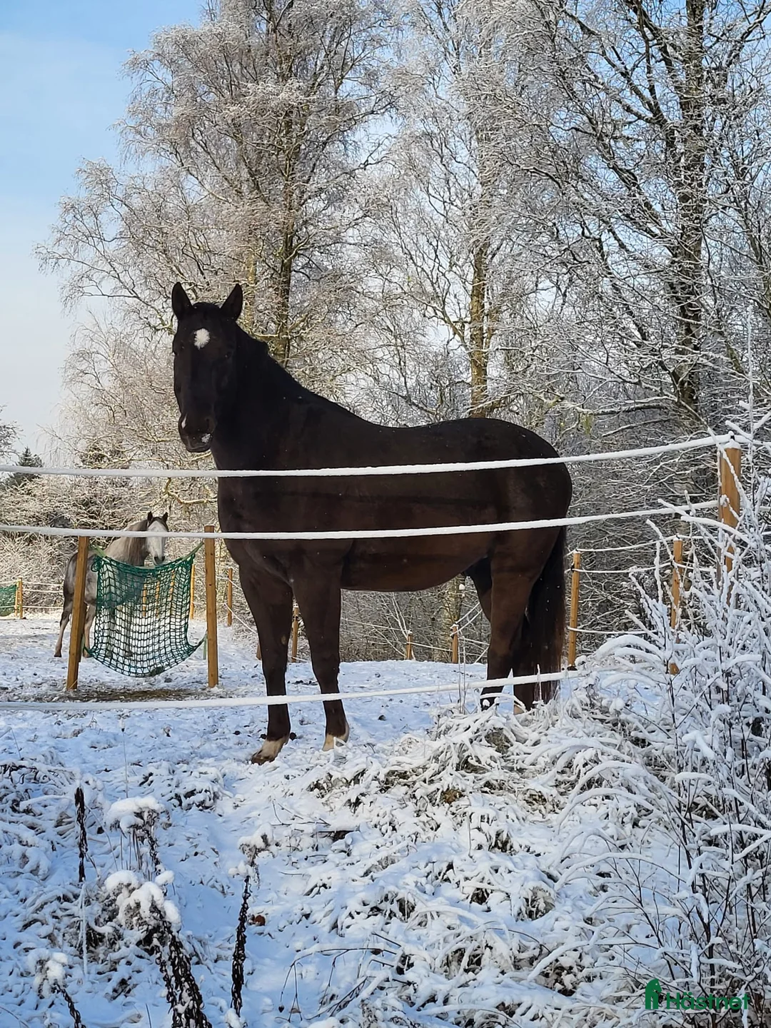 Allround hästar till salu: Max söker ett nytt hem - Annons 11