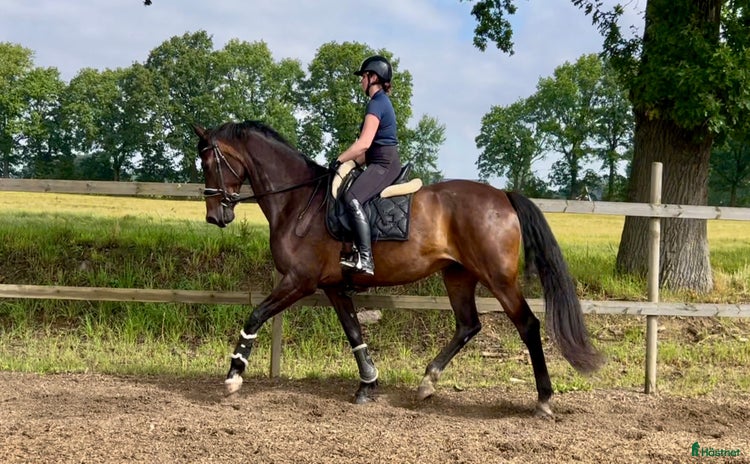  hästar Supersnällt sto för lättare ridning eller avel i Bjuv - Annons 2