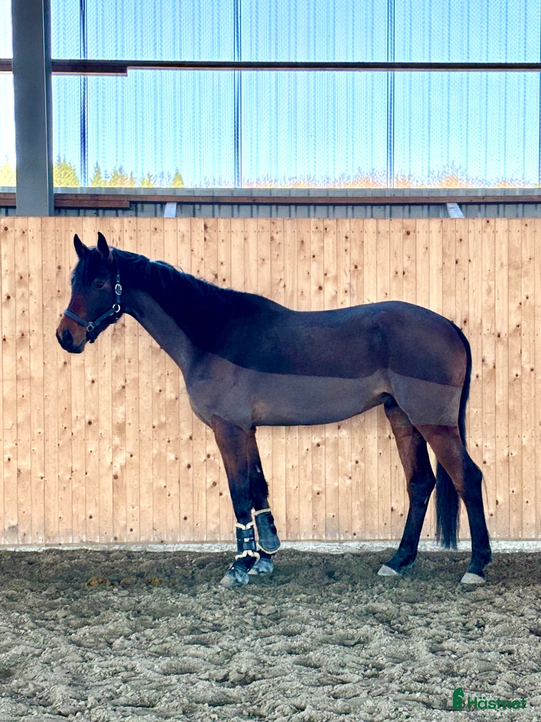 Hoppning hästar till salu: Hopphäst med gång💫 - Annons 2