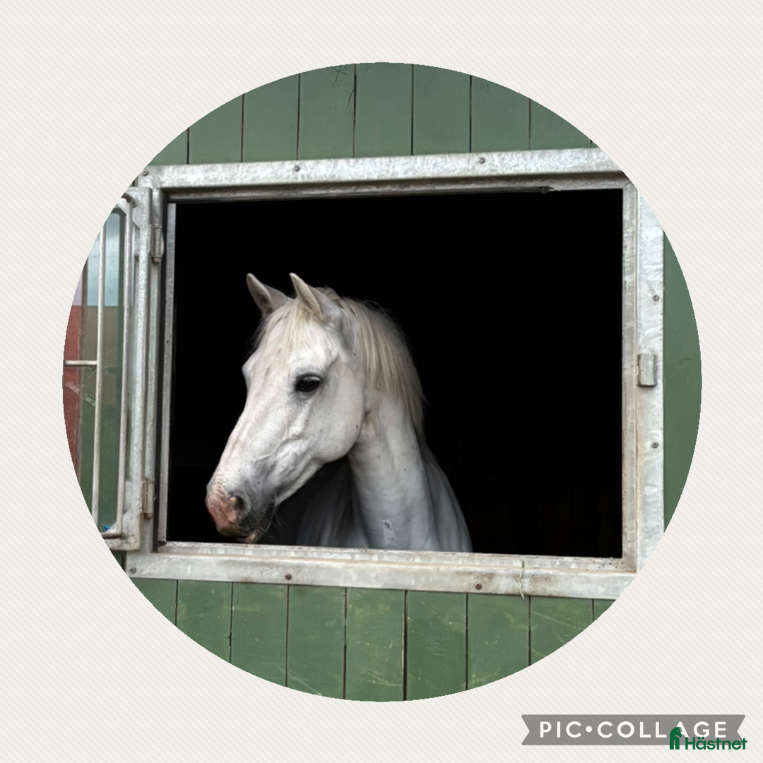 Allround hästar till salu: Underbart snäll och personlig ponny i Helsingborg i Helsingborg - Annons 1