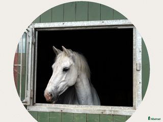hästar Underbart snäll och personlig ponny i Helsingborg i Helsingborg - Annons 17