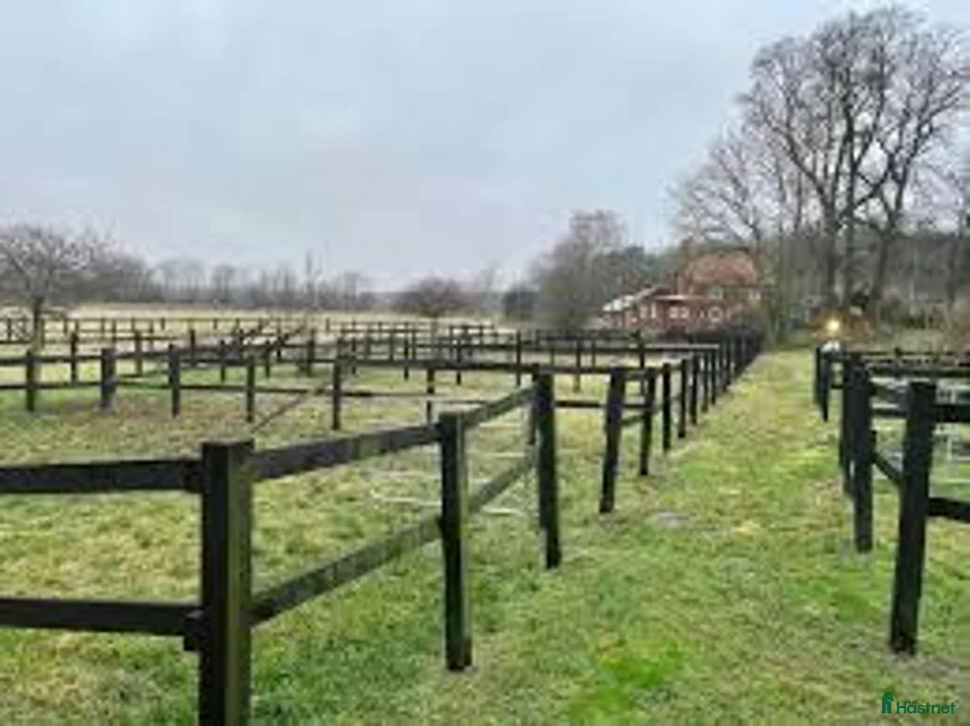  stallplats finnes: Två boxar i sommar på Strömsholm. i Strömsholm - Annons 2