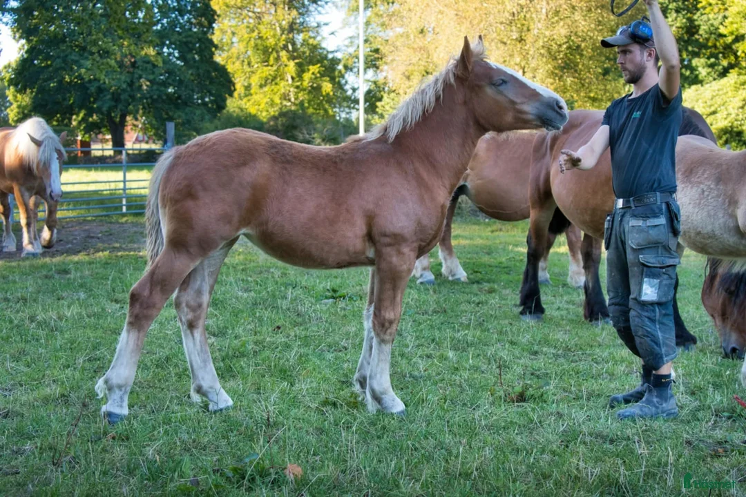 Allround hästar till salu: Ardenner Stoföl (e. Cronas Waldemar) i Kågeröd - Annons 3