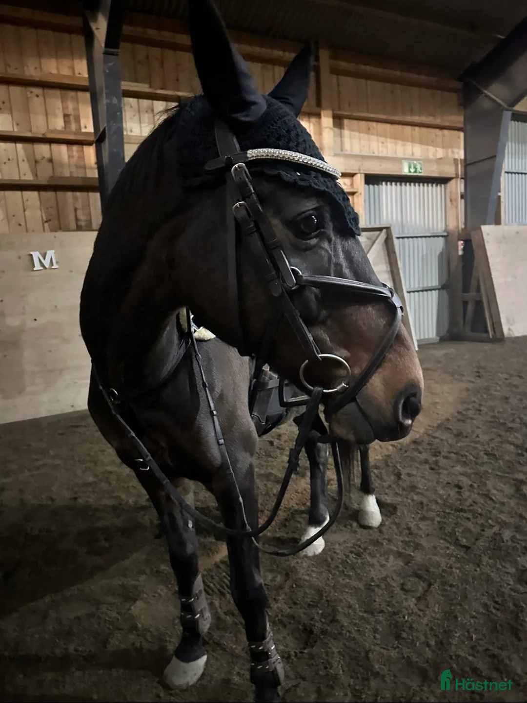 Träns hästutrustning till salu: Dyon träns  i Göteborg - Annons 2