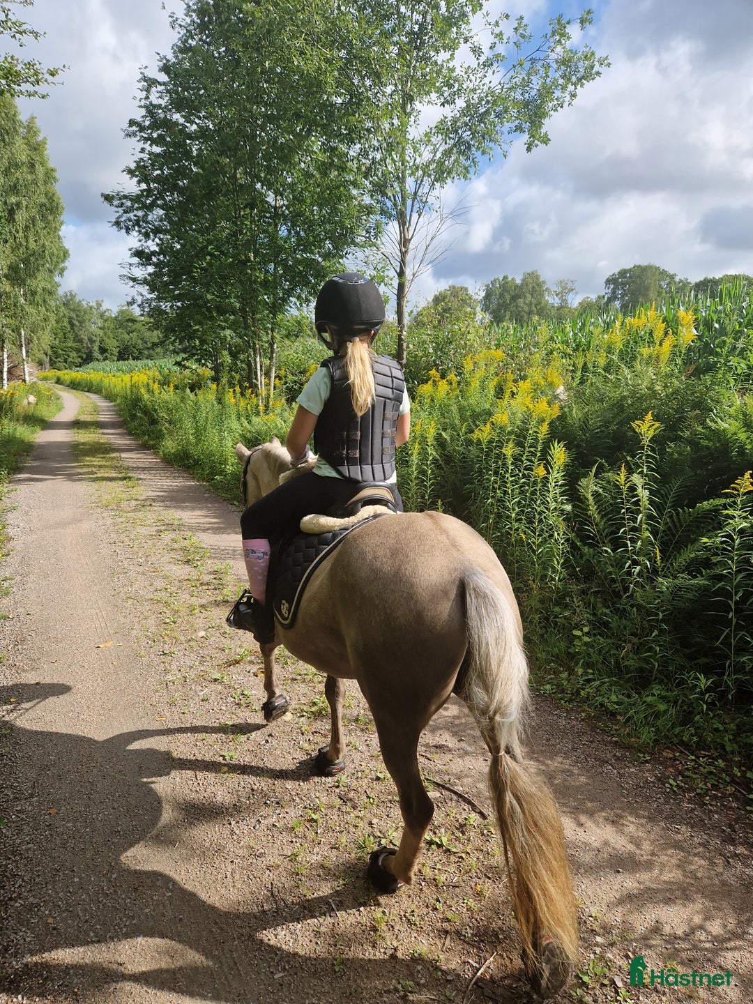 Sällskap hästar till salu: Sällskapsponny samt lättare ridturer! i Växjö - Annons 2