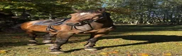 Allround hästar till salu: Tävlings/träningskompis  - Annons 1
