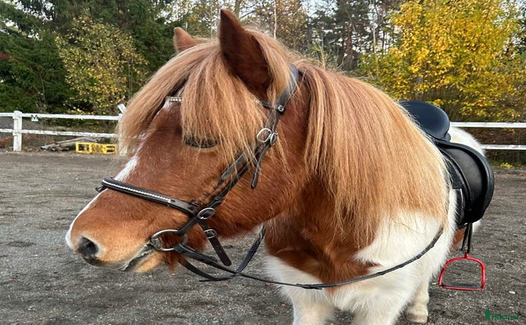  medryttarhäst finnes i Södertälje - Annons 11
