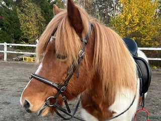 medryttarhäst finnes: Underbar islandshäst söker medryttare i Södertälje - Annons 18