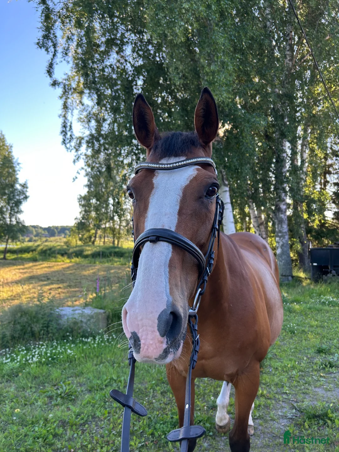 Allround hästar till salu: Ribadesella (GB) e. Hernando 🌟|  i Gullspång - Annons 2
