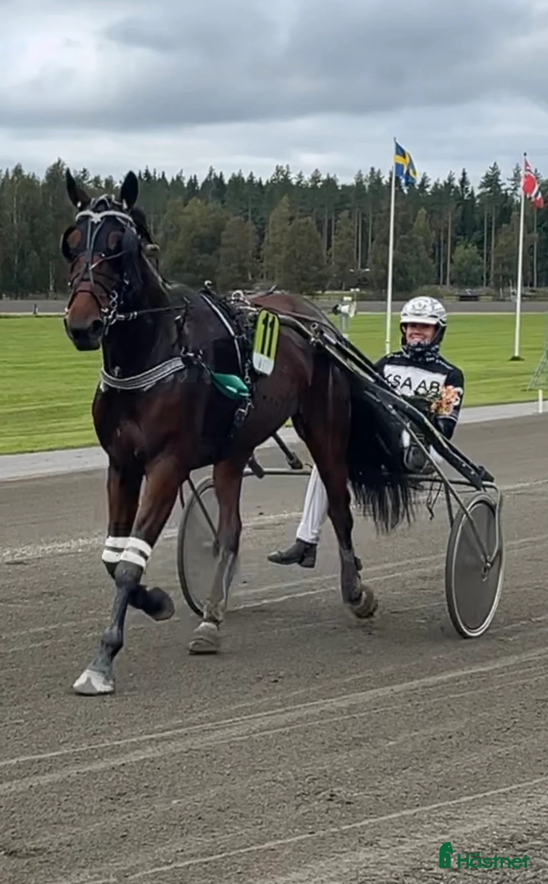 Trav hästar till salu: Starthäst i Örebro - Annons 1