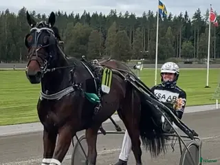 hästar Starthäst i Örebro - Annons 1