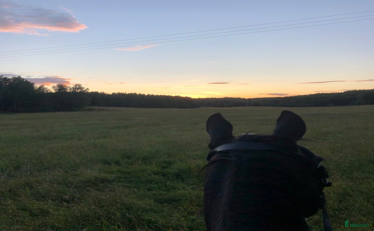  stallplats Stallplats för inackordering, Norrköping-Åby i Åby - Annons 2