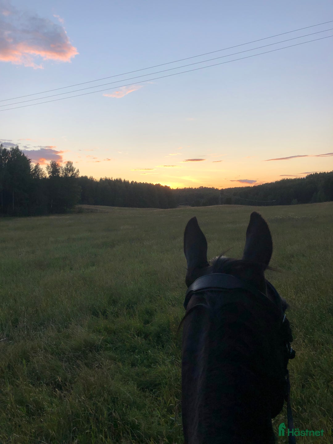  stallplats finnes: Stallplats för inackordering, Norrköping-Åby i Åby - Annons 1