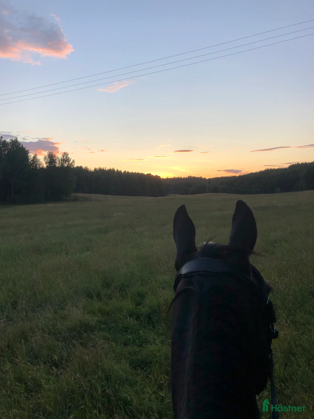  stallplats finnes: Stallplats för inackordering, Norrköping-Åby i Åby - Annons 1