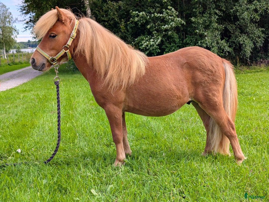 Allround hästar till salu: Lovande minishetlandshingst i Bjästa - Annons 2