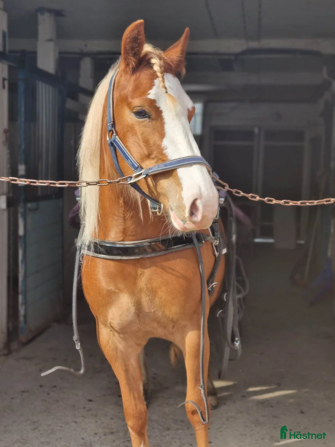 Allround hästar till salu: Rött sto för ridning och körning  - Annons 3