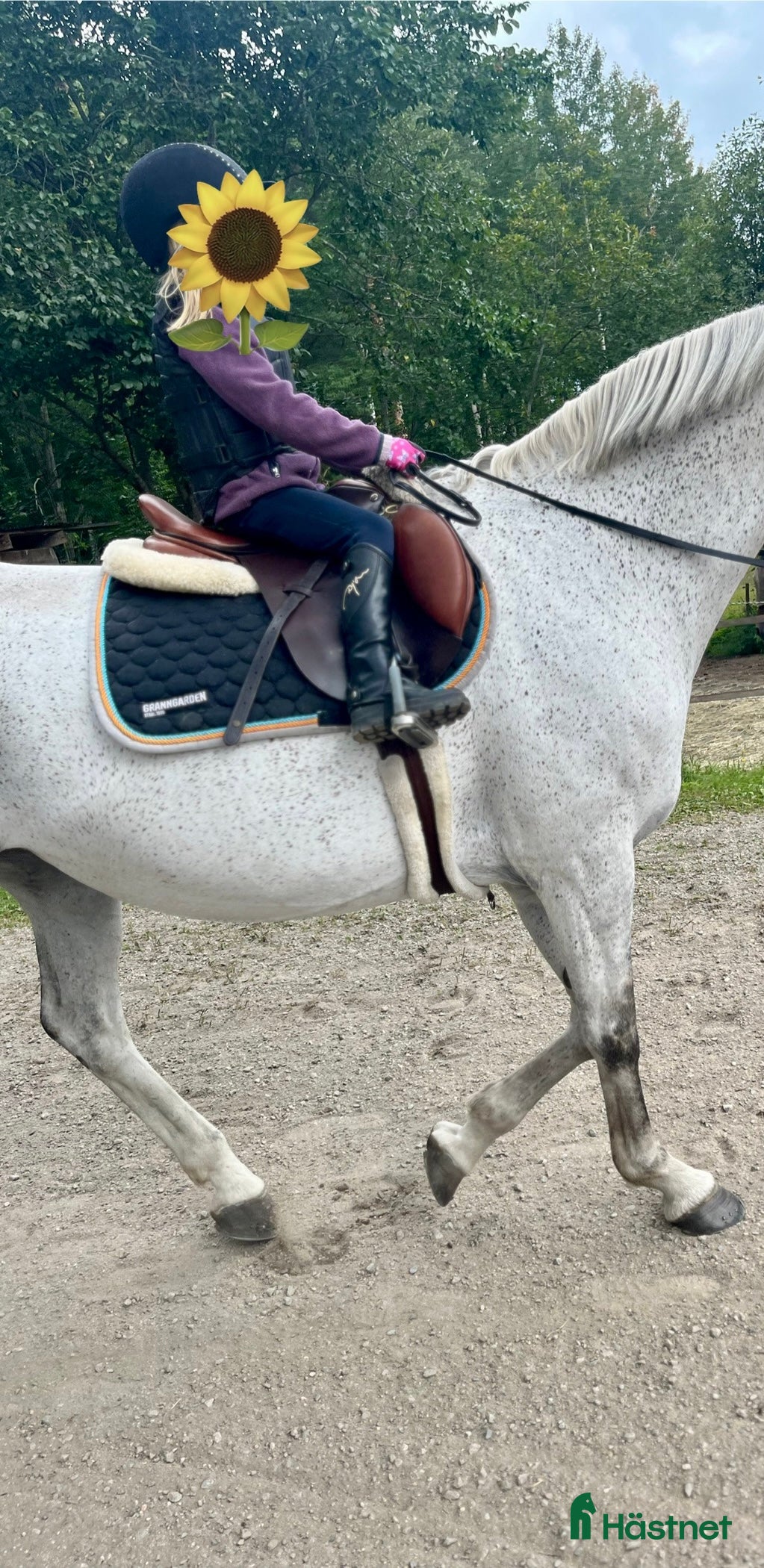  foderhäst Sällskapsponny  - Annons 2