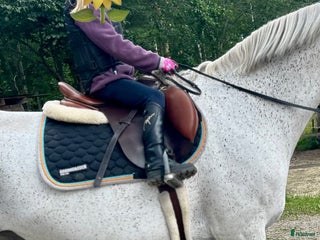 foderhäst Sällskapsponny i Hamrångefjärden - Annons 22