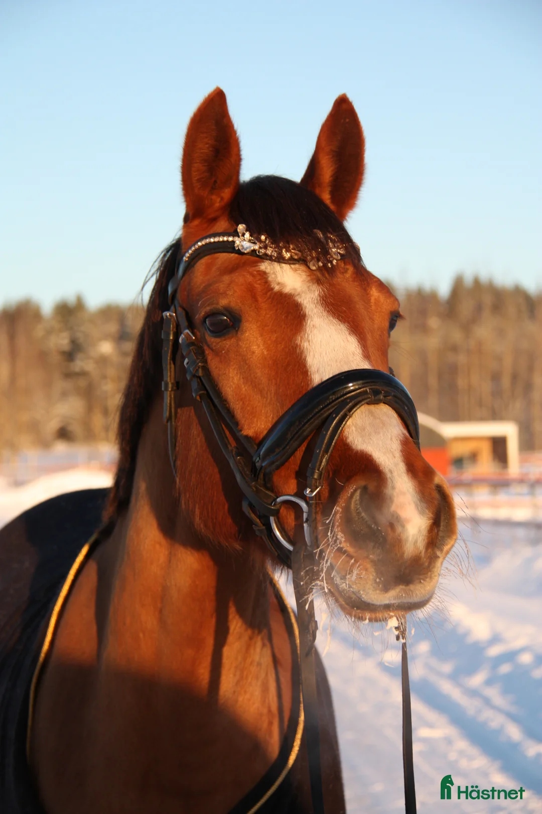 Allround hästar till salu: Världens charmigaste allround häst till salu❤️ - Annons 5