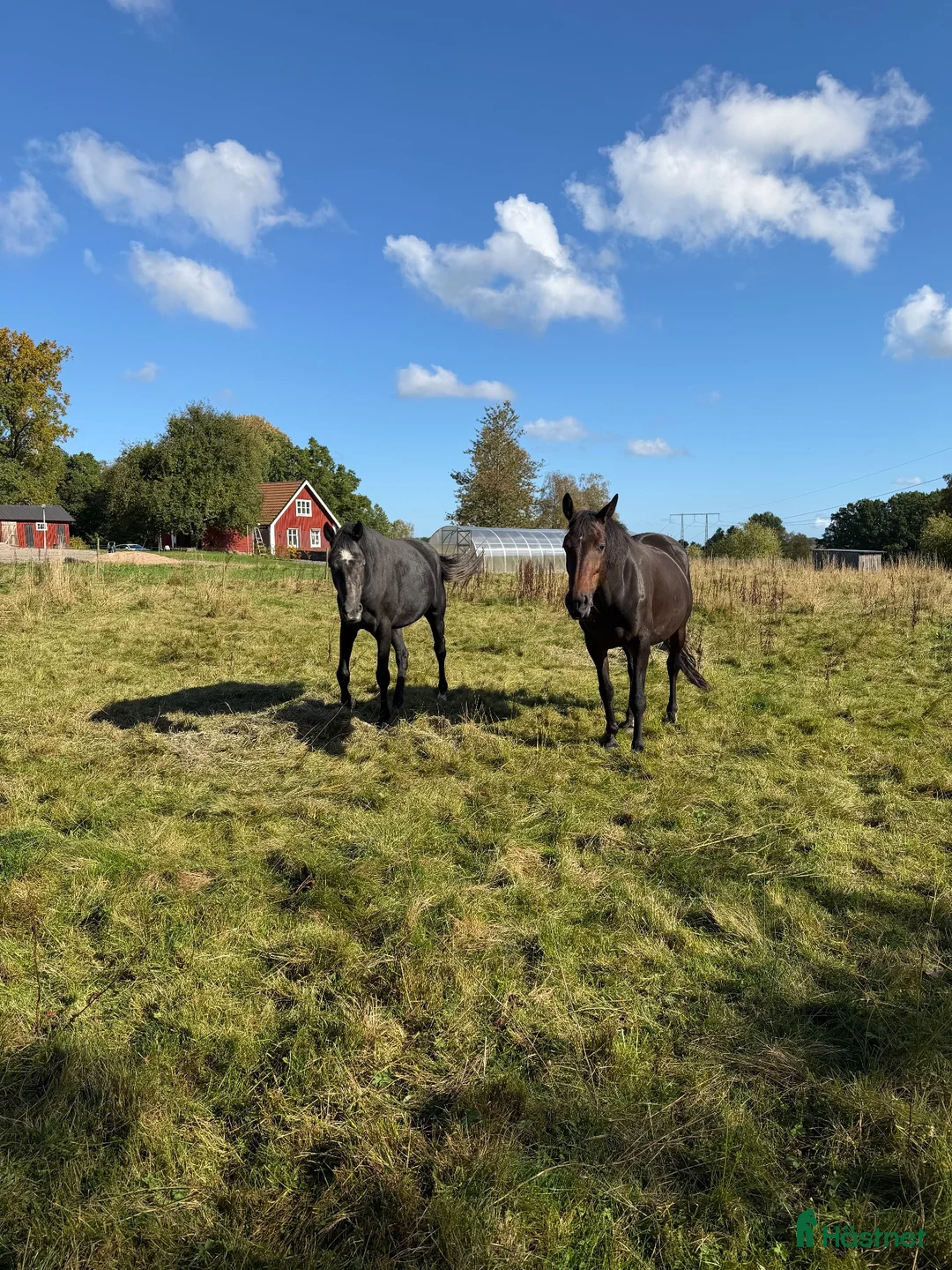  avel finnes: Lösdriftsplats för ston - Annons 1