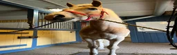 Allround hästar till salu: Härlig Haflinger 7 år⭐️ i Mora - Annons 2