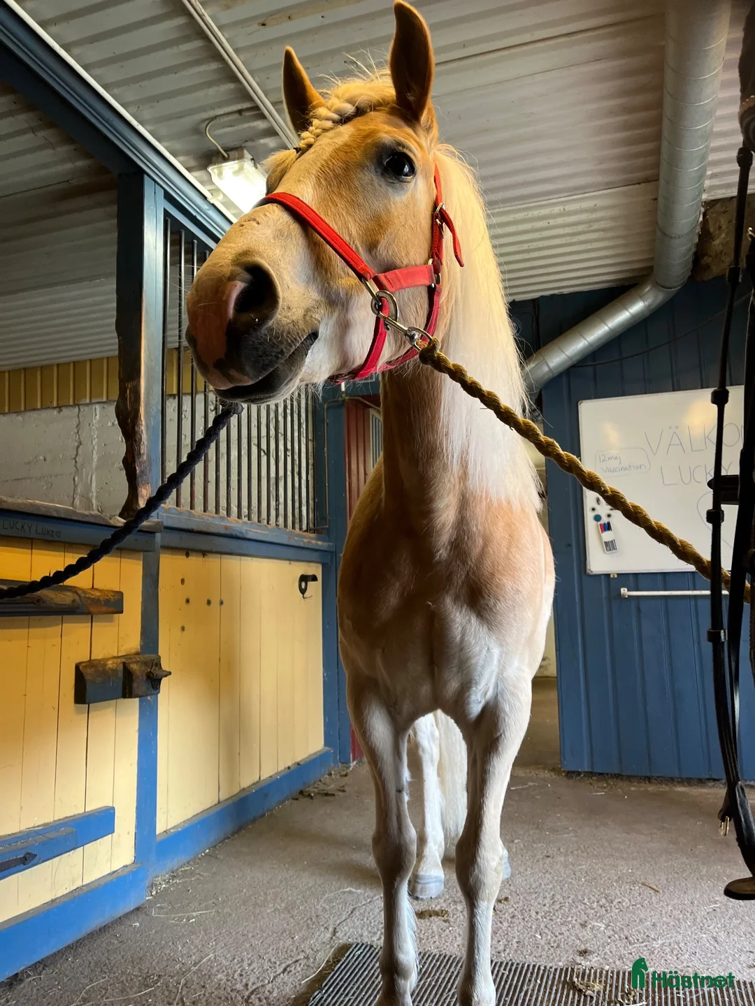 Allround hästar till salu: Härlig Haflinger 7 år⭐️ i Mora - Annons 2