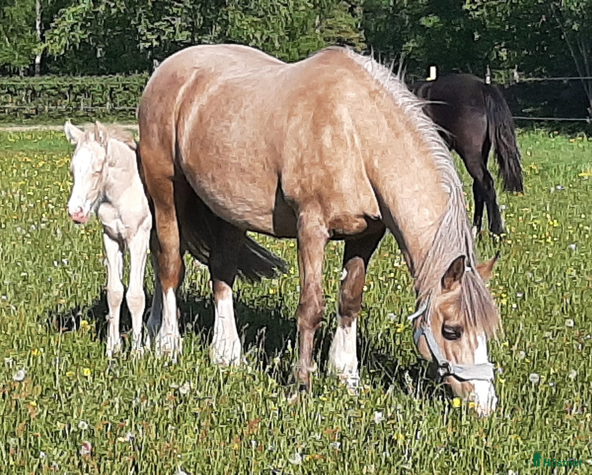  hästar Vackert Welsh Cob sto  i Fotskäl - Annons 10