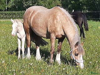 hästar Vackert Welsh Cob sto i Fotskäl - Annons 1
