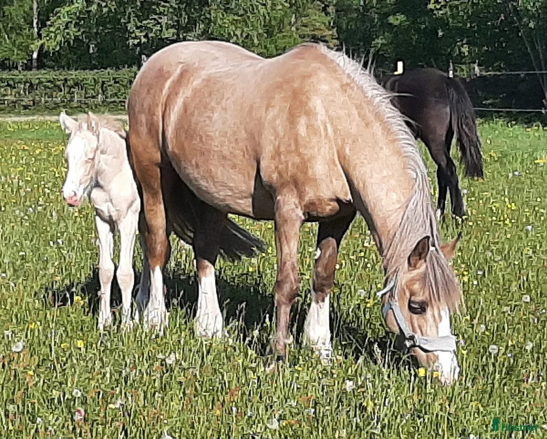 Avelshästar hästar till salu: Vackert Welsh Cob sto  i Fotskäl - Annons 1