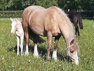 hästar Vackert Welsh Cob sto i Fotskäl - Annons 10