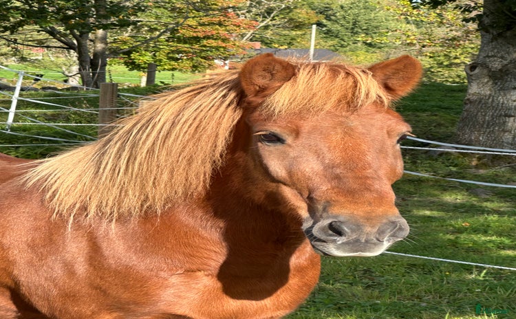  hästar i Varberg - Annons 6