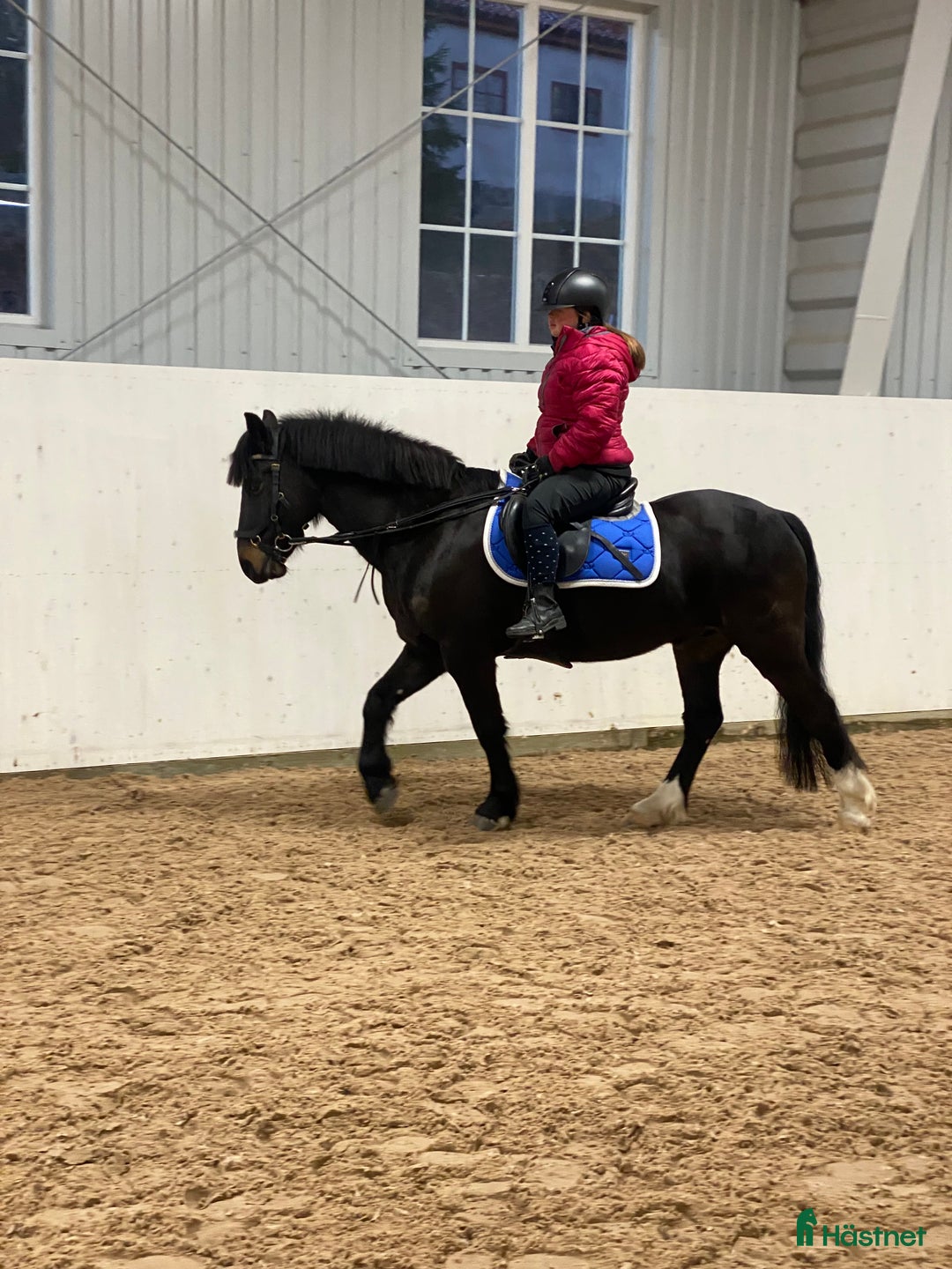 Allround hästar till salu: Häst för uteritter/sällskap i Danderyd - Annons 2