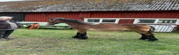 Allround hästar till salu: Nordsvensk 1 års hingst i Norrhult - Annons 3