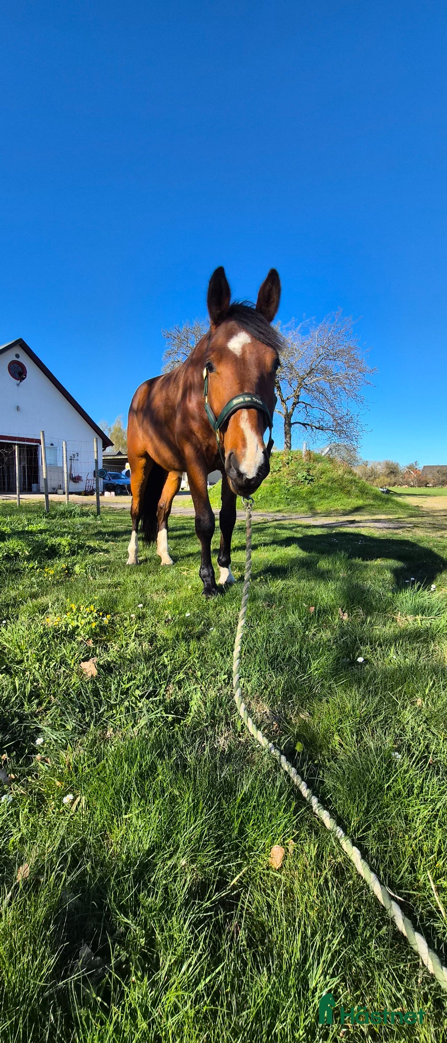  hästar Otroligt trevlig lovande treåring - Annons 1