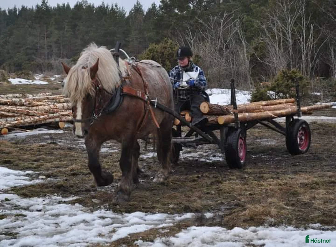 Working Equitation hästar till salu: PRE korsning Framtida bästa vännen. - Annons 15