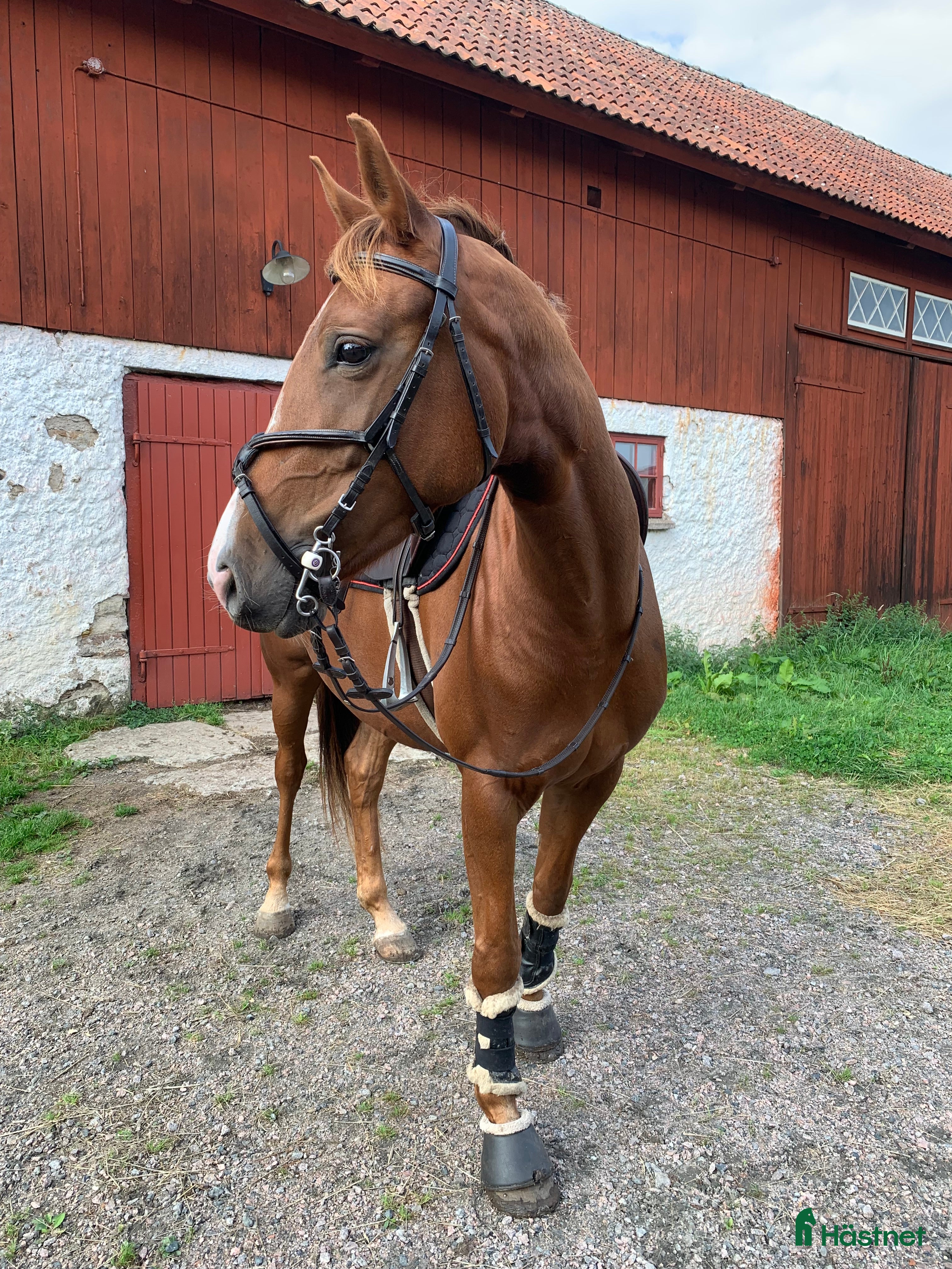  hästar Fynd för ambitiös ryttare! i Falköping - Annons 19