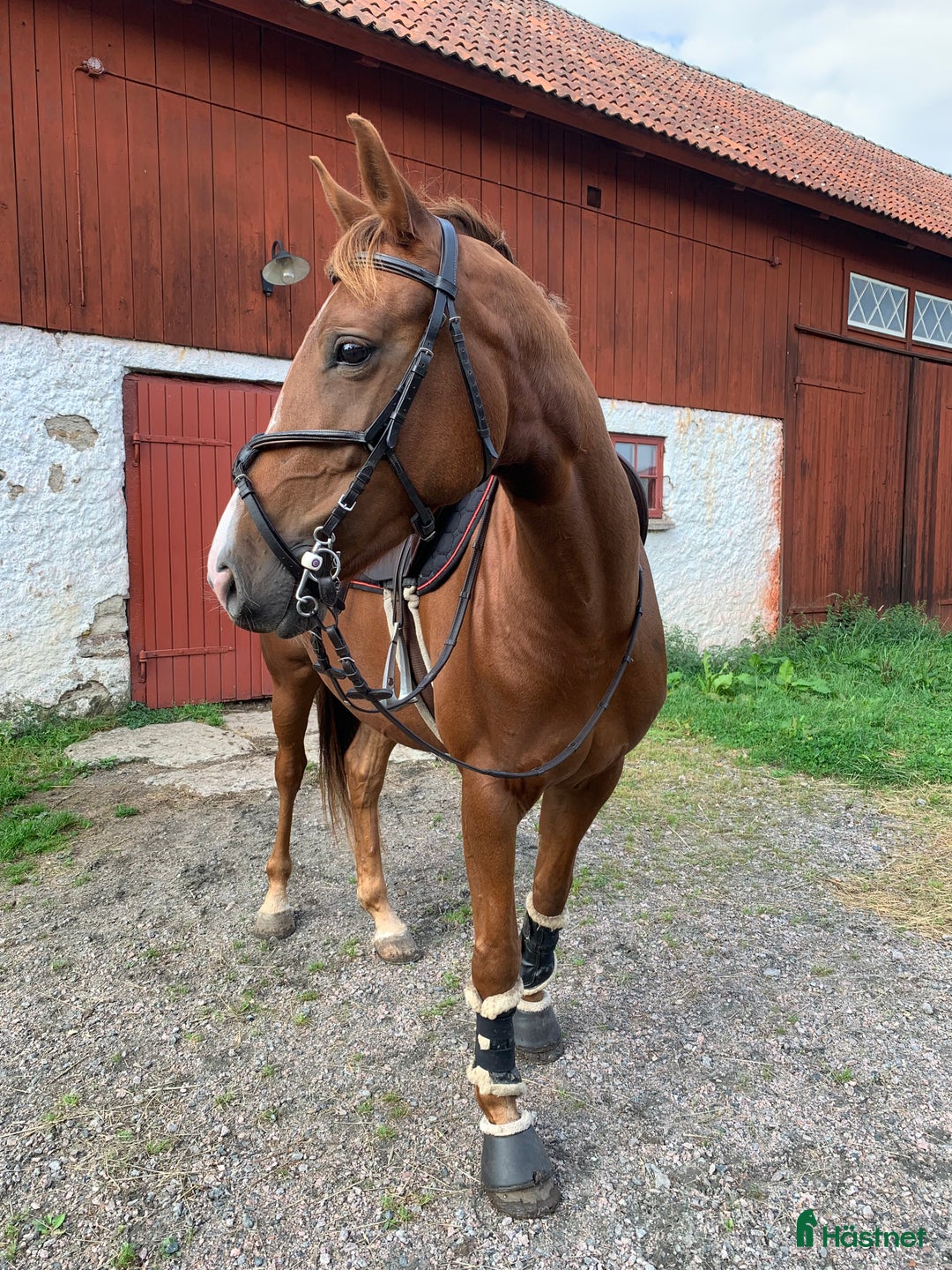 Dressyr hästar till salu: Fynd för ambitiös ryttare! i Falköping - Annons 1