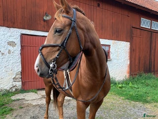 Dressyr hästar till salu: Fynd för ambitiös ryttare! i Falköping - Annons 2