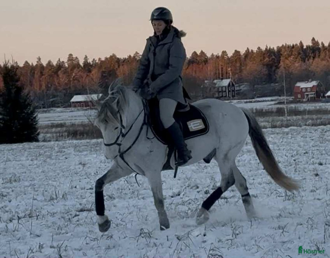 Allround hästar till salu: Mycket fin valack med stor kapacitet i Sala - Annons 2
