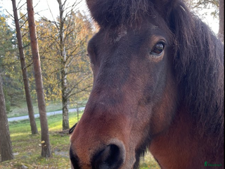 stallplats 🌿 Ledig islandshästplats – Bogesund 🌿 i Åkersberga - Annons 2