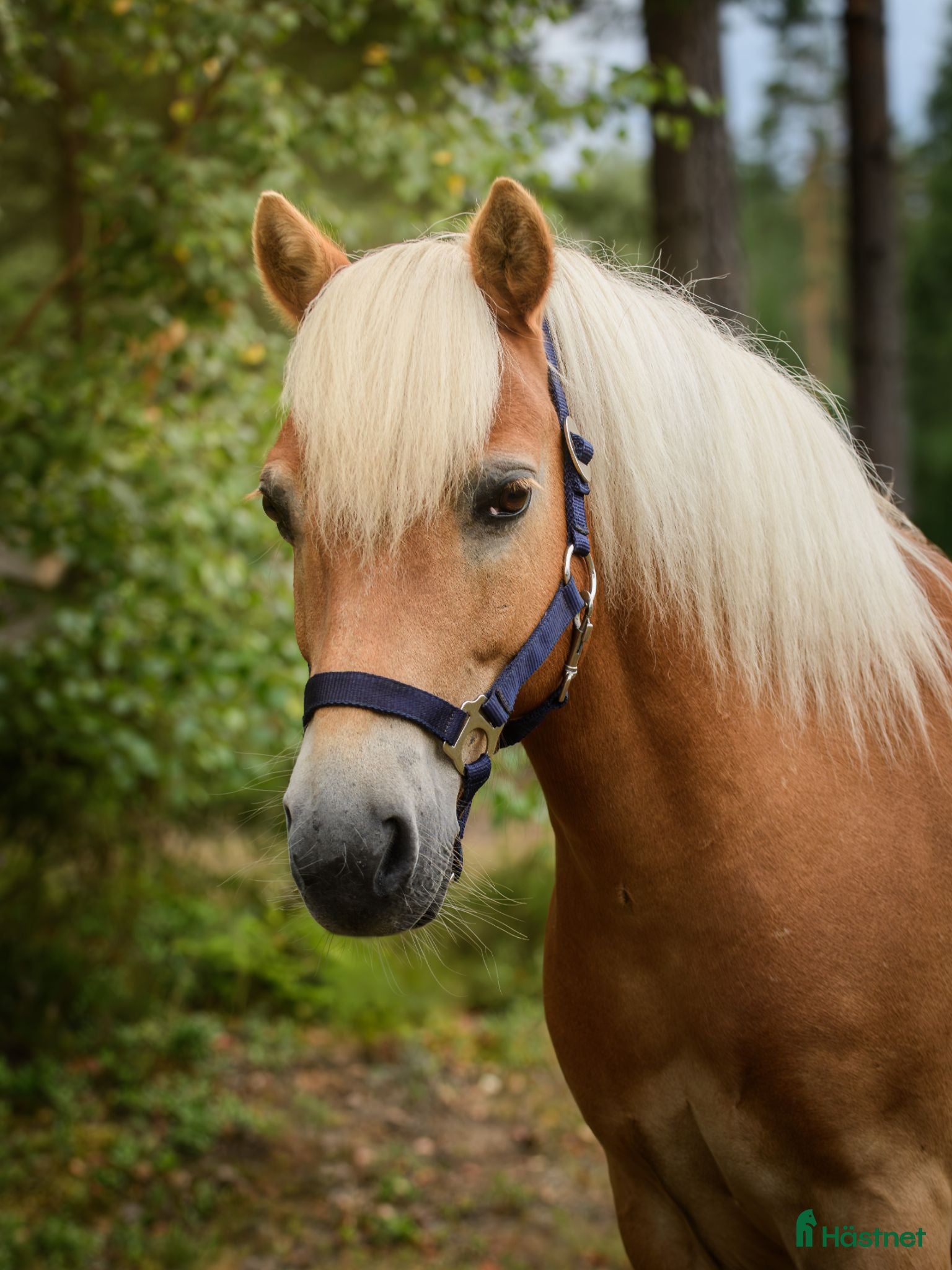  hästar Trevlig allroundponny - Annons 12