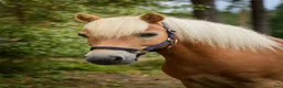 Allround hästar till salu: Trevlig allroundponny i Vaggeryd - Annons 1