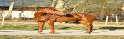 Dressyr hästar till salu: Röd Ferrari - Annons 3
