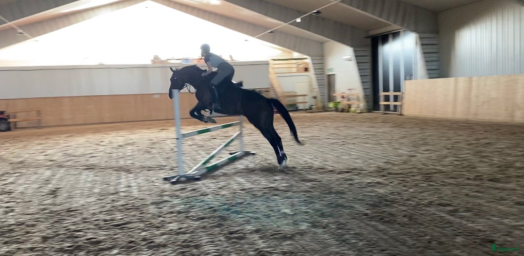Allround hästar sökes: Hjälp med hästar  i Vännäs - Bild 5