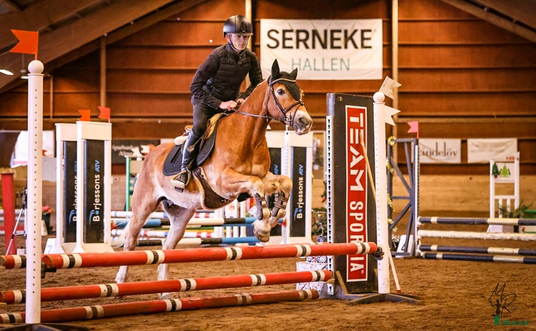  hästar i Uddevalla - Annons 13