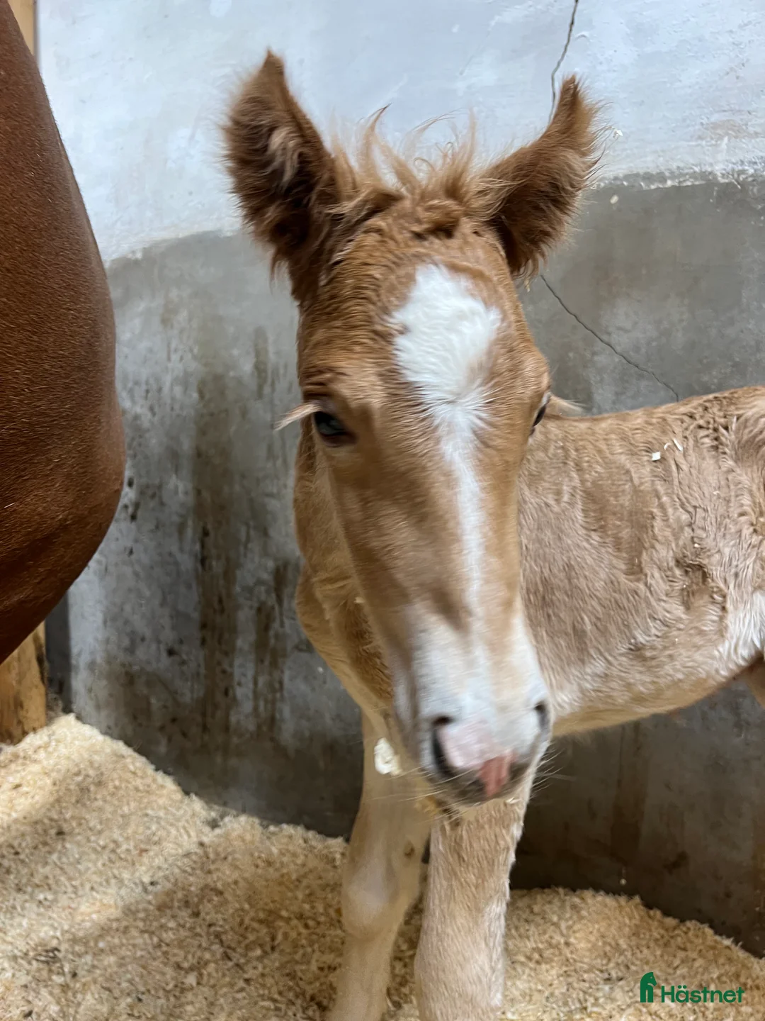 Island hästar till salu: Bedårande söt och lovande sto i Ljusdal - Annons 9