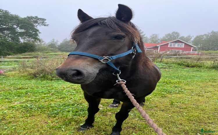  hästar i Arboga - Annons 7