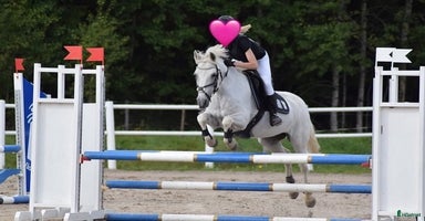  hästar i Vänersborg - Annons 5