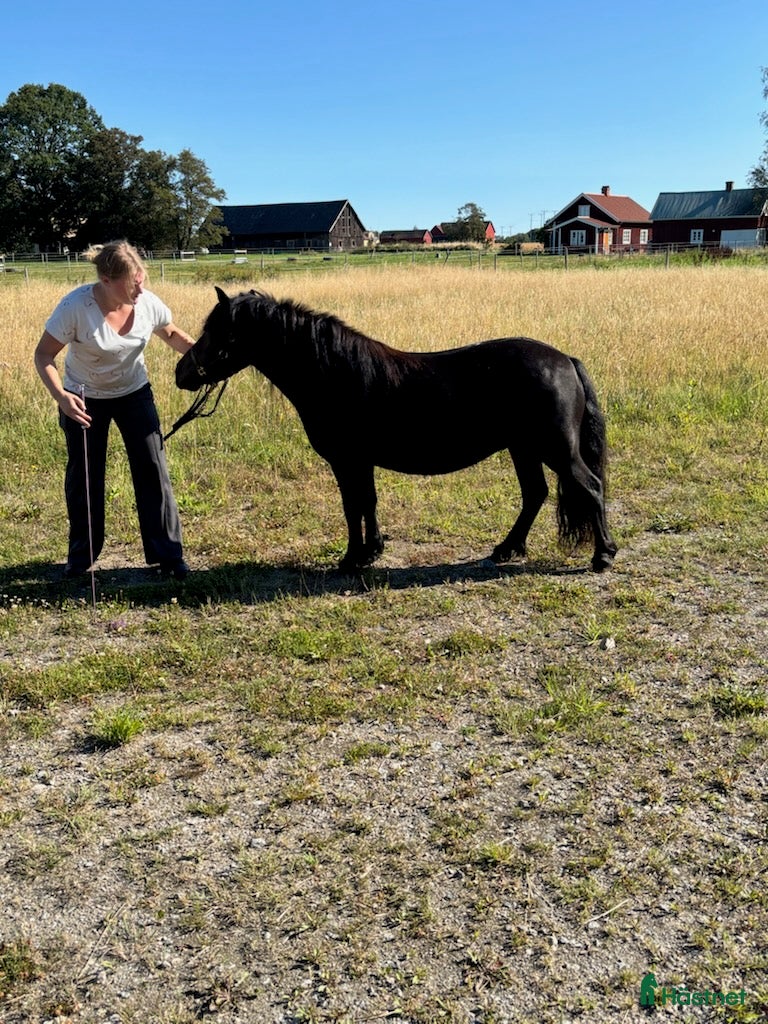 hästar Shetlandsponny sto - Annons 1